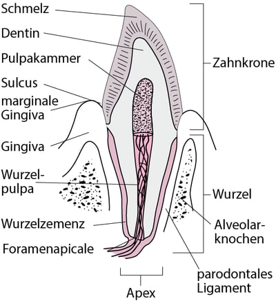 Querschnitt eines Eckzahnes