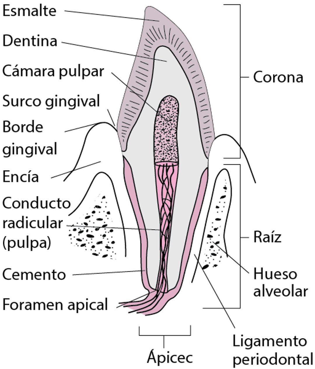 Sección de un diente canino