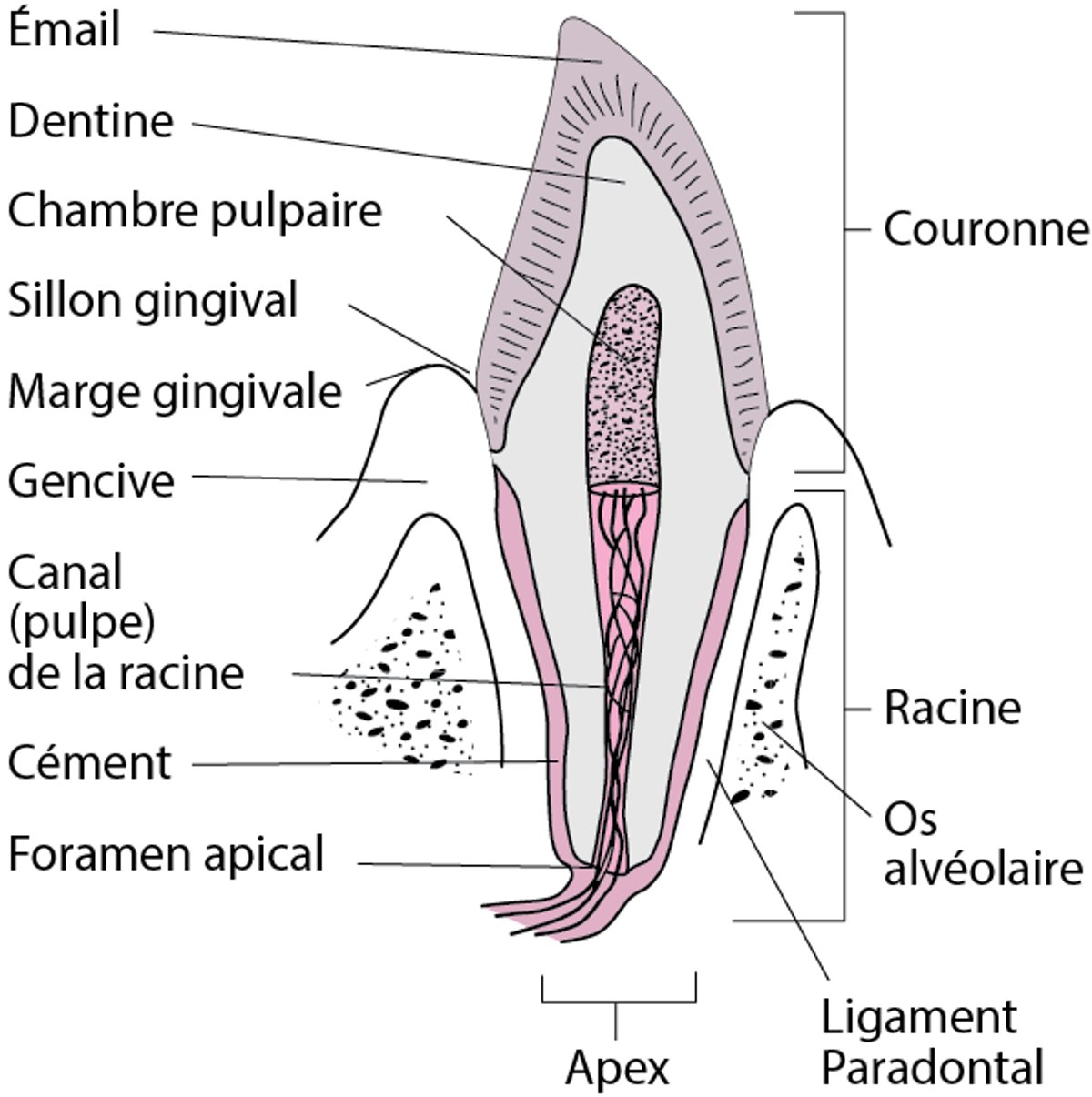 Section transversale d'une canine