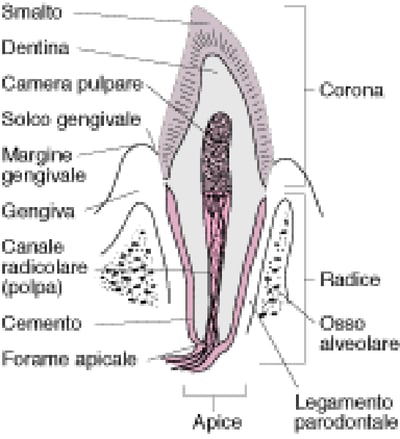 Sezione trasversale di un canino