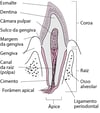 Corte transversal do dente canino