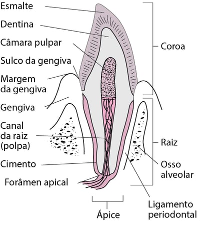 Corte transversal do canino