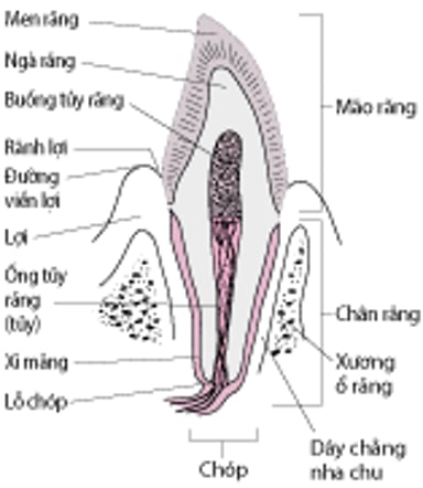 Mặt cắt ngang của răng nanh