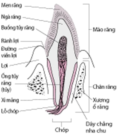 Mặt cắt của răng nanh