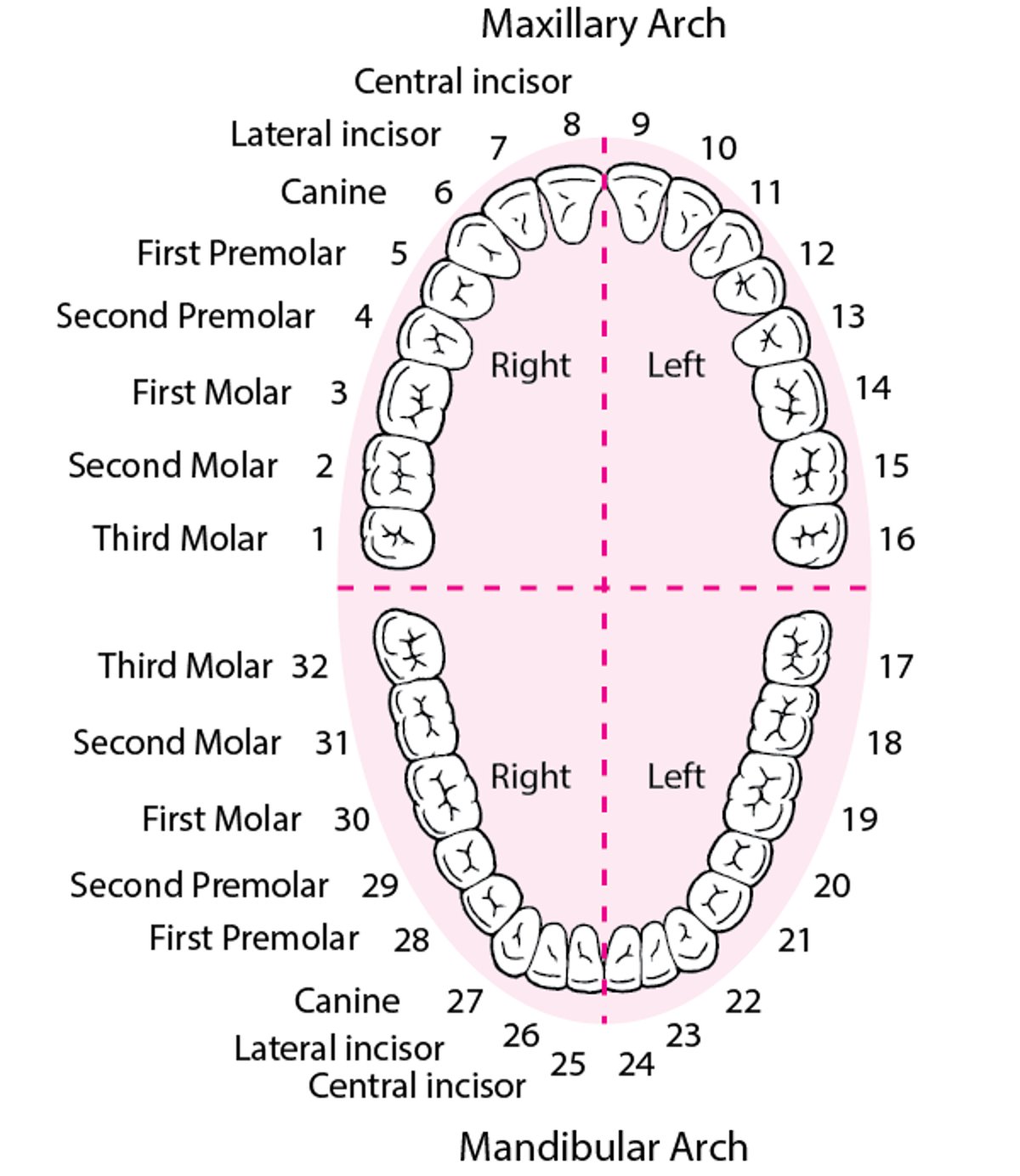 Identifying the Permanent Teeth