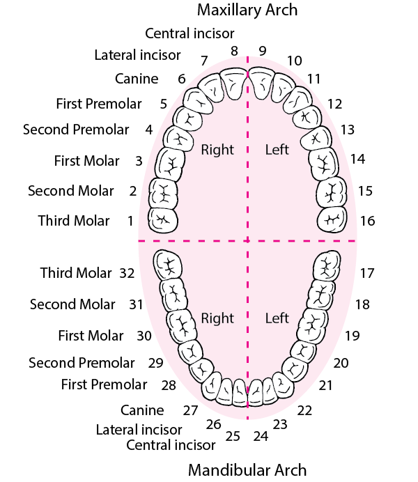 Dental Anatomy and Development - Dental Disorders - MSD Manual ...