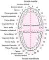 Identificación de los dientes