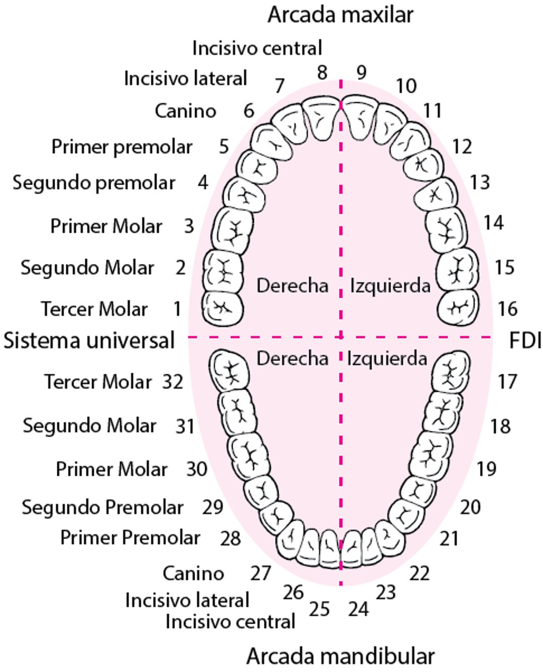 Identificación de los dientes permanentes