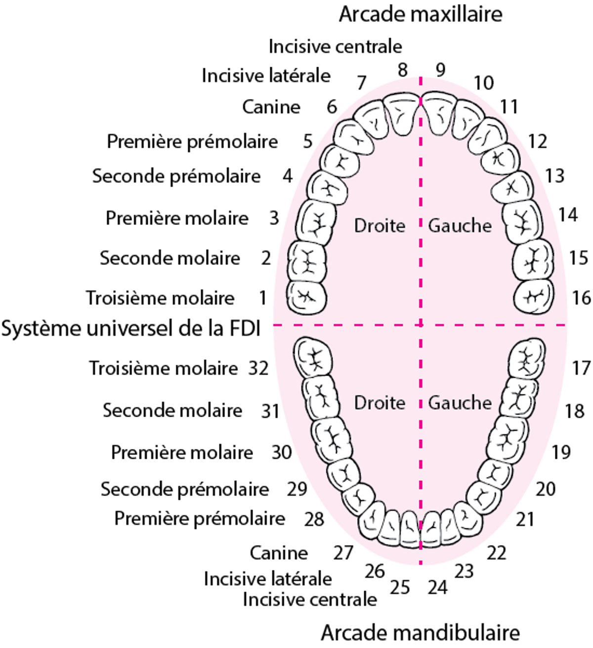 Identification des dents définitives