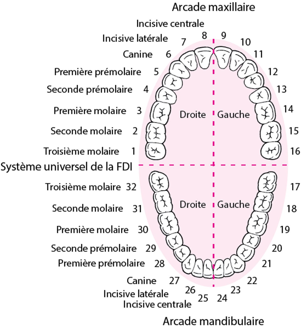 Identification des dents