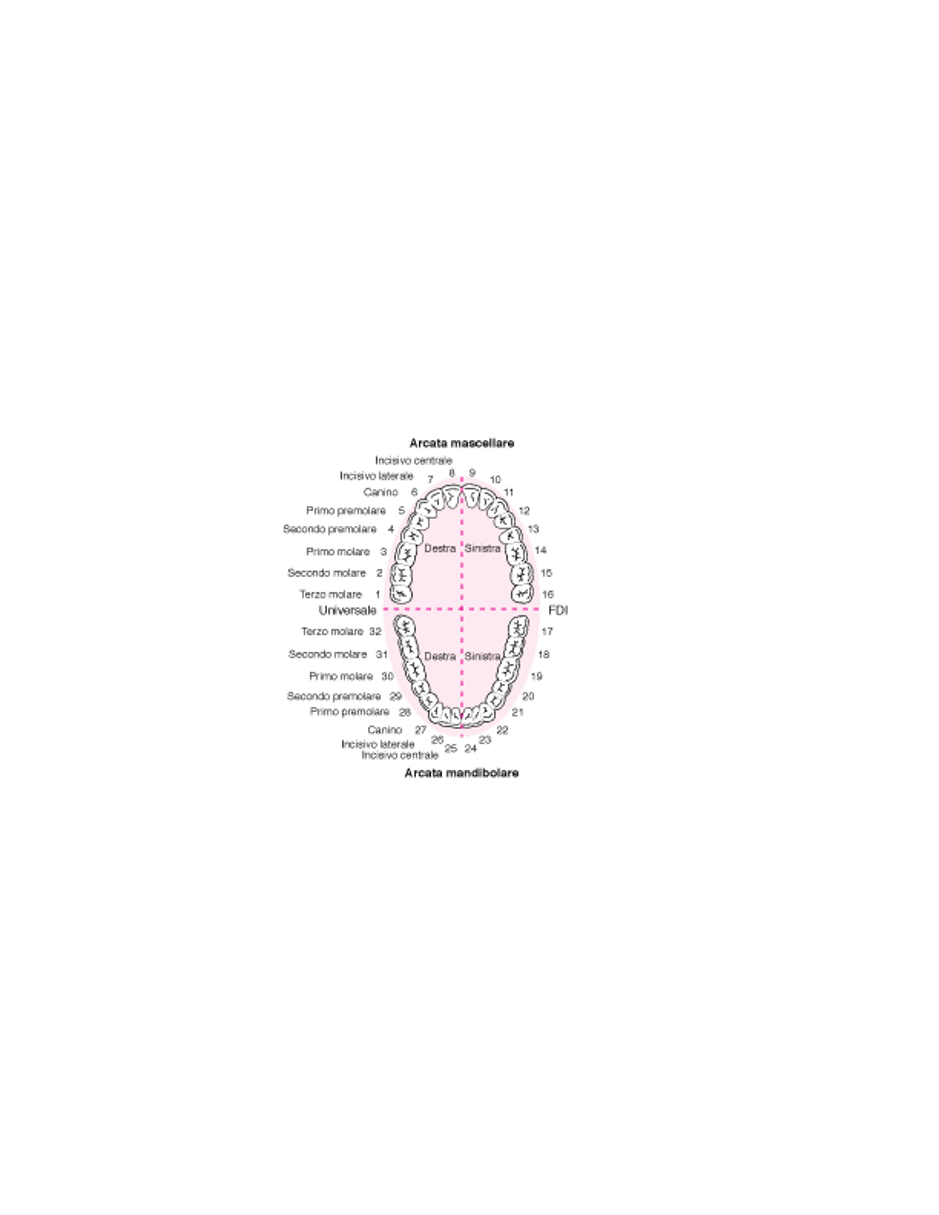 Identificazione dei denti permanenti