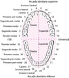 Identificação dos dentes permanentes