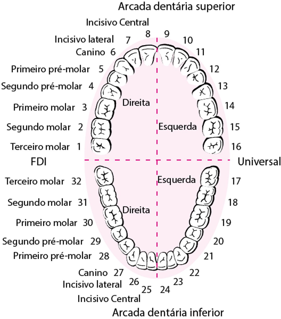 Identificação dos dentes