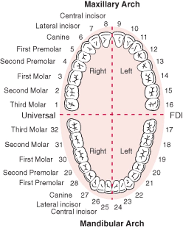 Ідентифікація зубів