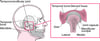 The Temporomandibular Joint