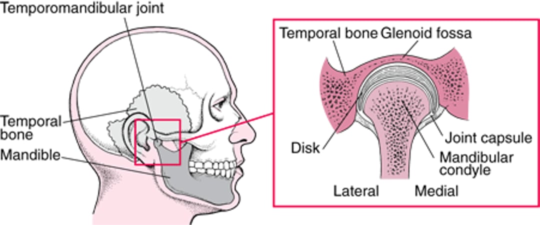 The Temporomandibular Joint