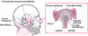 Articulación temporomandibular