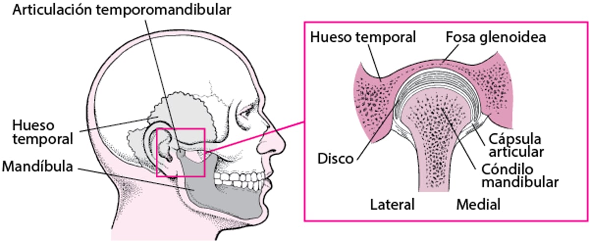 Articulación temporomandibular