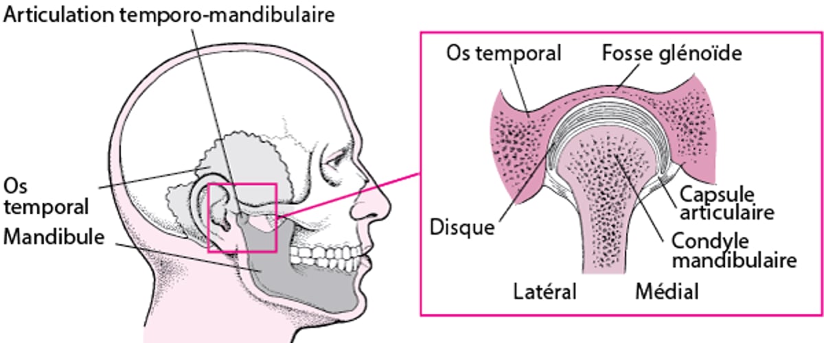 Articulation temporomandibulaire