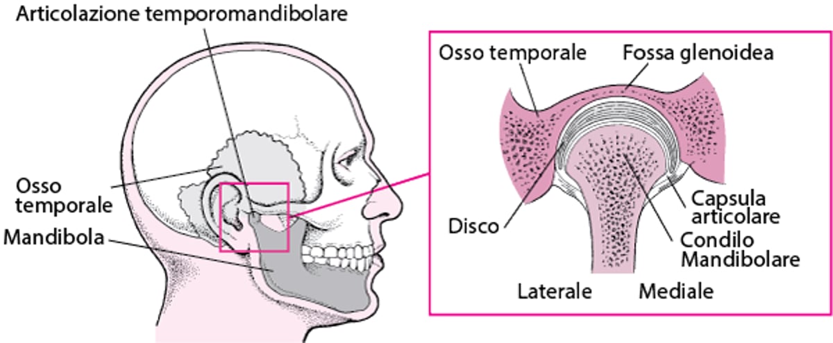 Articolazione temporo-mandibolare
