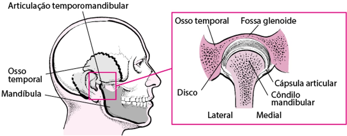 A articulação temporomandibular