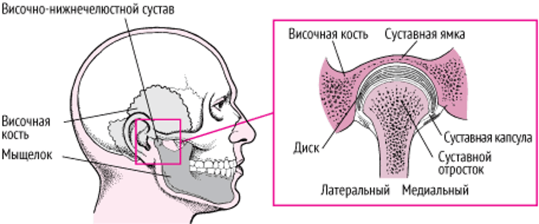 Височно-нижнечелюстной (темпоромандибулярный) сустав