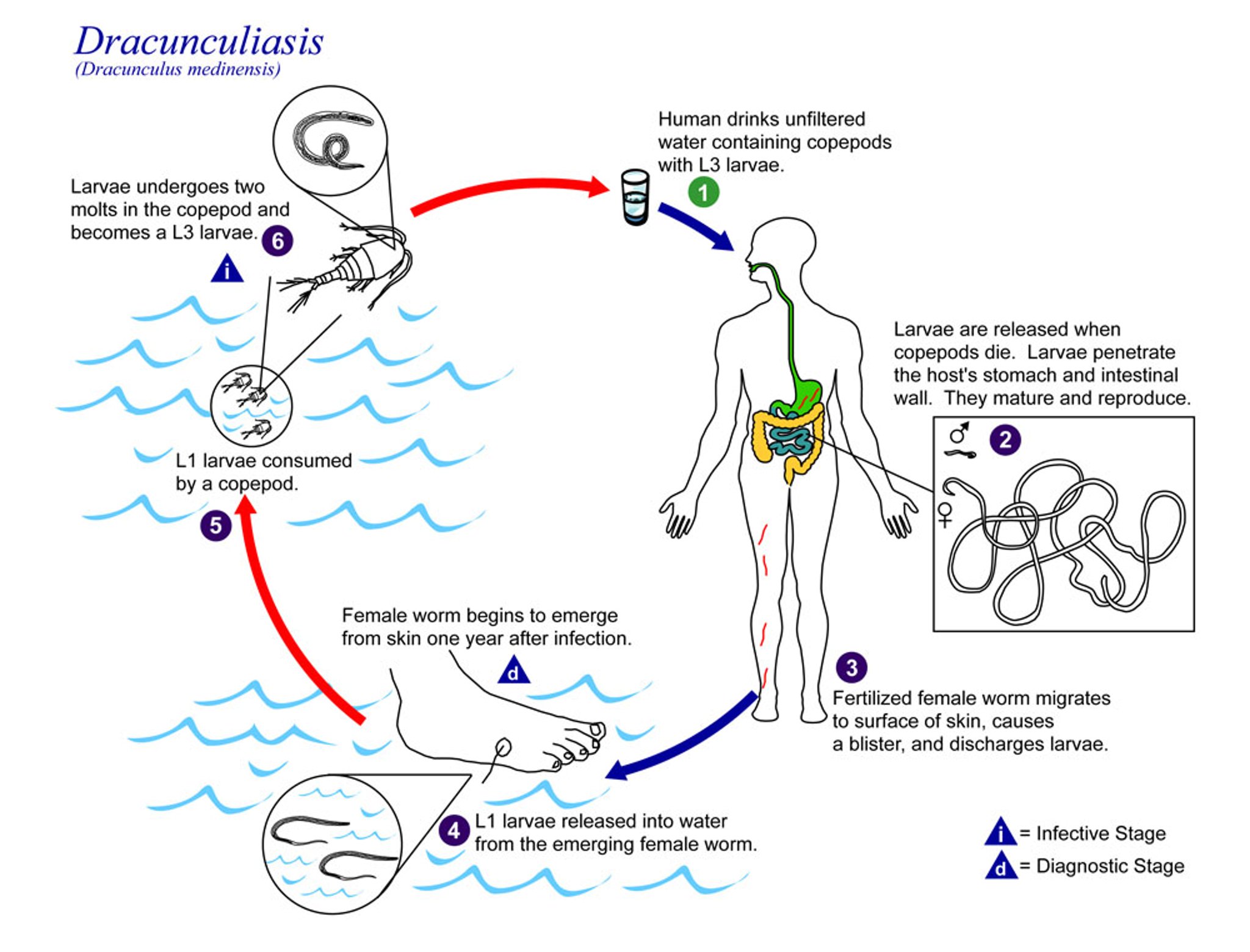 <i >Dracunculus medinensis</i> Life Cycle