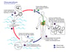 Ciclo vital de Dracunculus medinensis