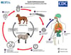 Ciclo vital de Echinococcus