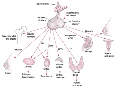 The pituitary and its target organs