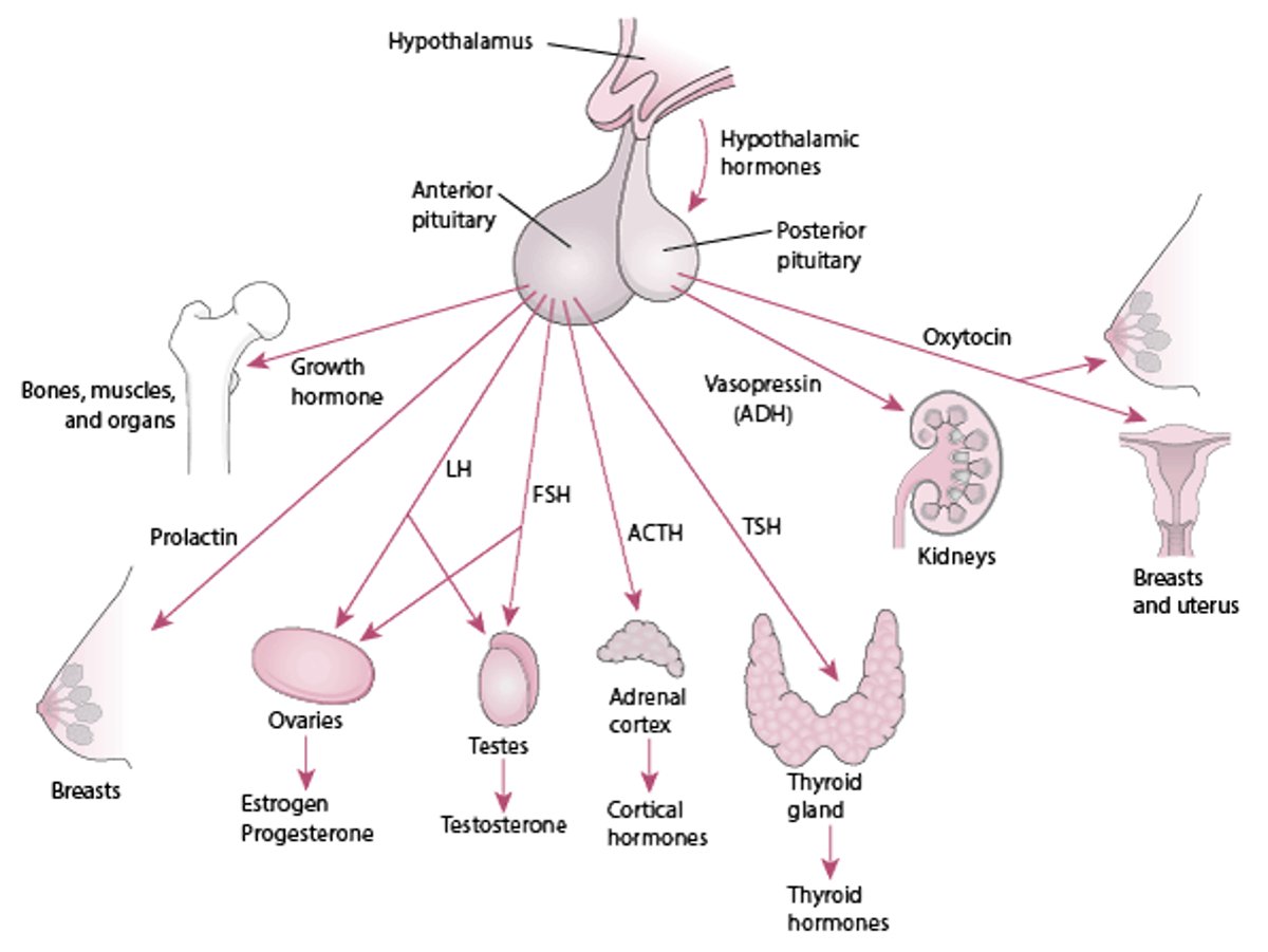 The pituitary and its target organs