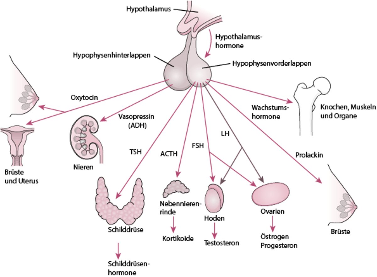 Die Hypophyse und ihre Zielorgane