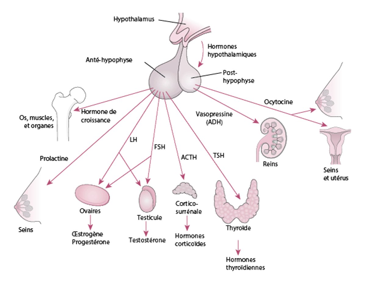 L'hypophyse et ses organes cibles