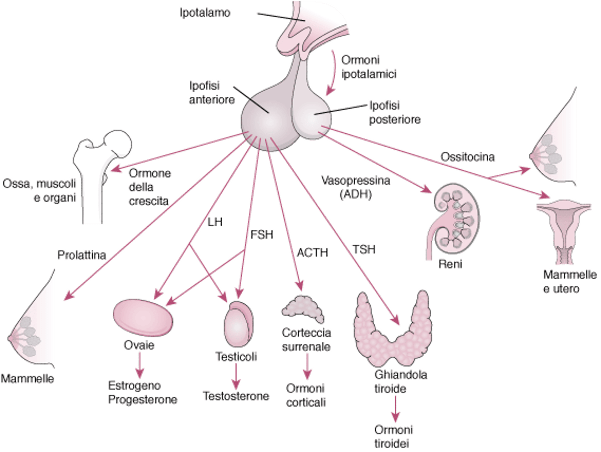 Ipofisi e i suoi organi bersaglio