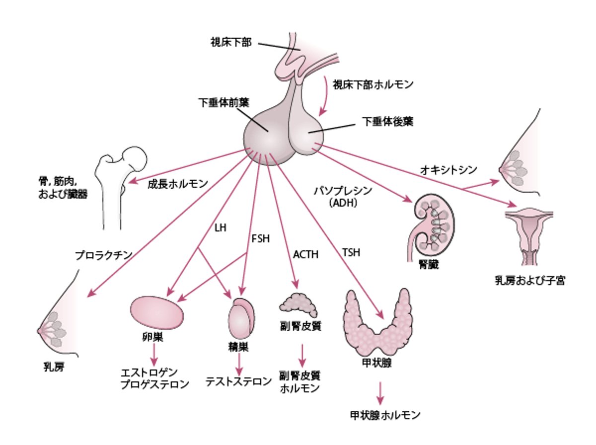 下垂体とその標的器官