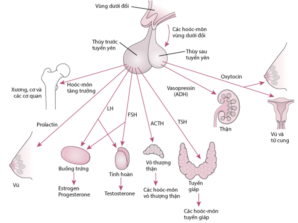 Tuyến yên và các cơ quan đích của tuyến này