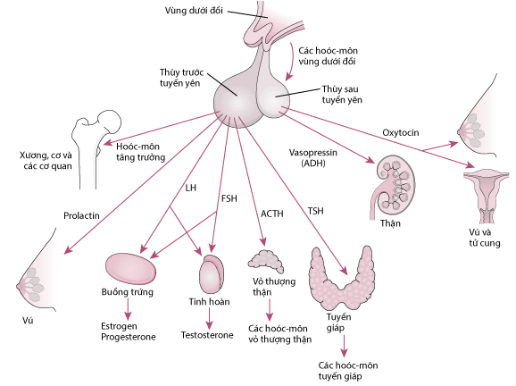 Tuyến yên và các cơ quan đích của nó