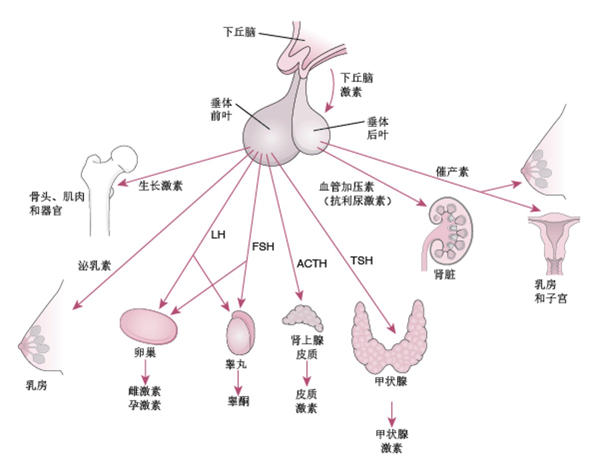 垂体及其靶器官