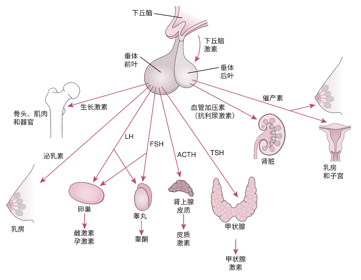 垂体及其靶器官