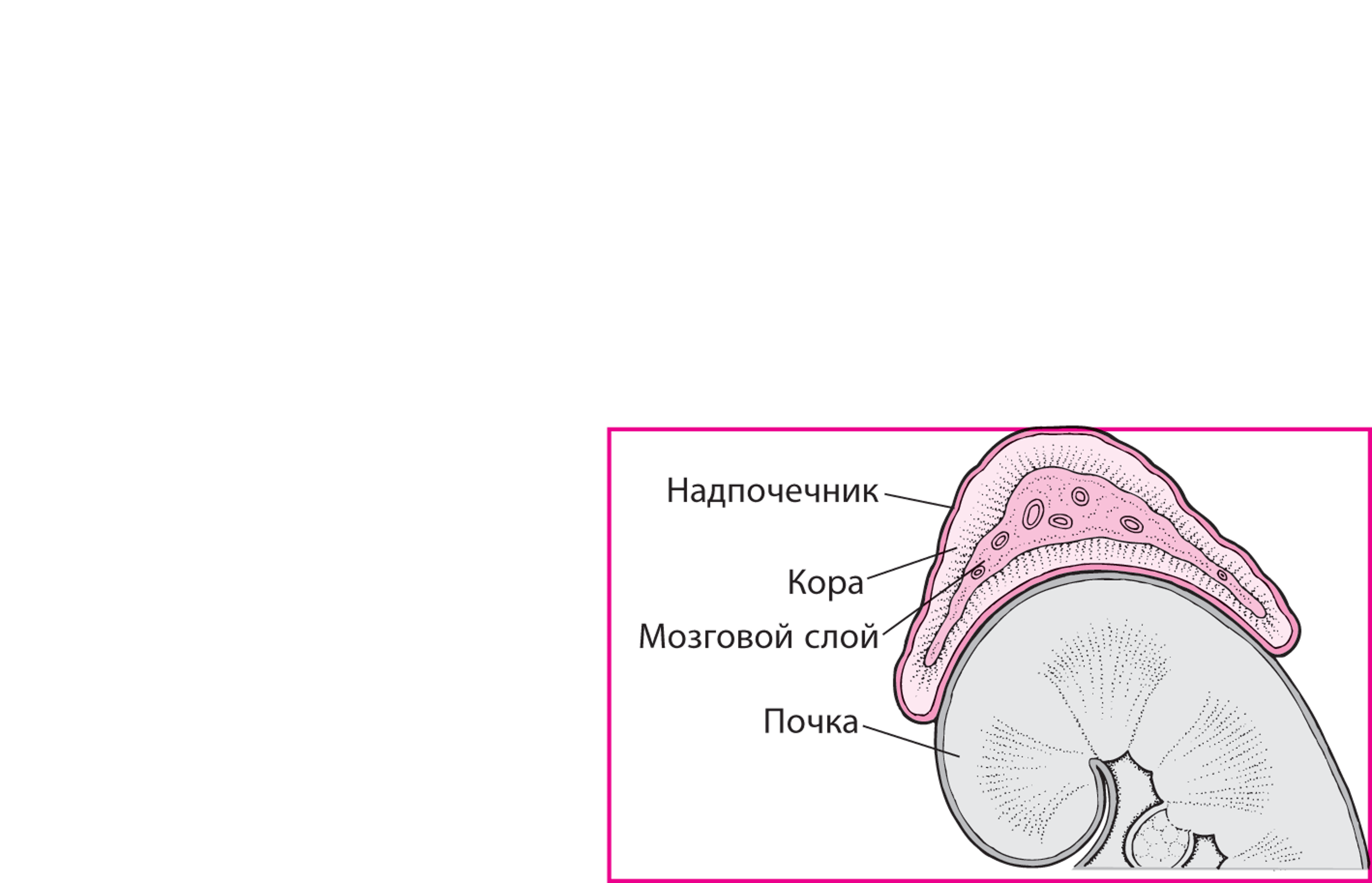 Обзор функций надпочечников (Overview of Adrenal Function) - Обзор ...