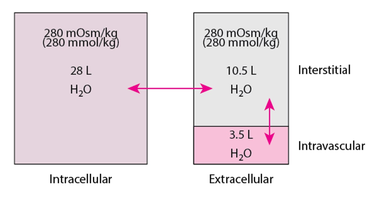 Compartimentos líquidos en un hombre promedio de 70 kg