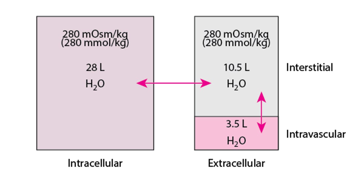 Compartiments liquidiens chez un homme moyen de 70 kg