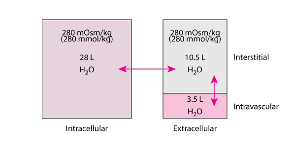 Compartiments liquidiens chez un homme moyen de 70 kg