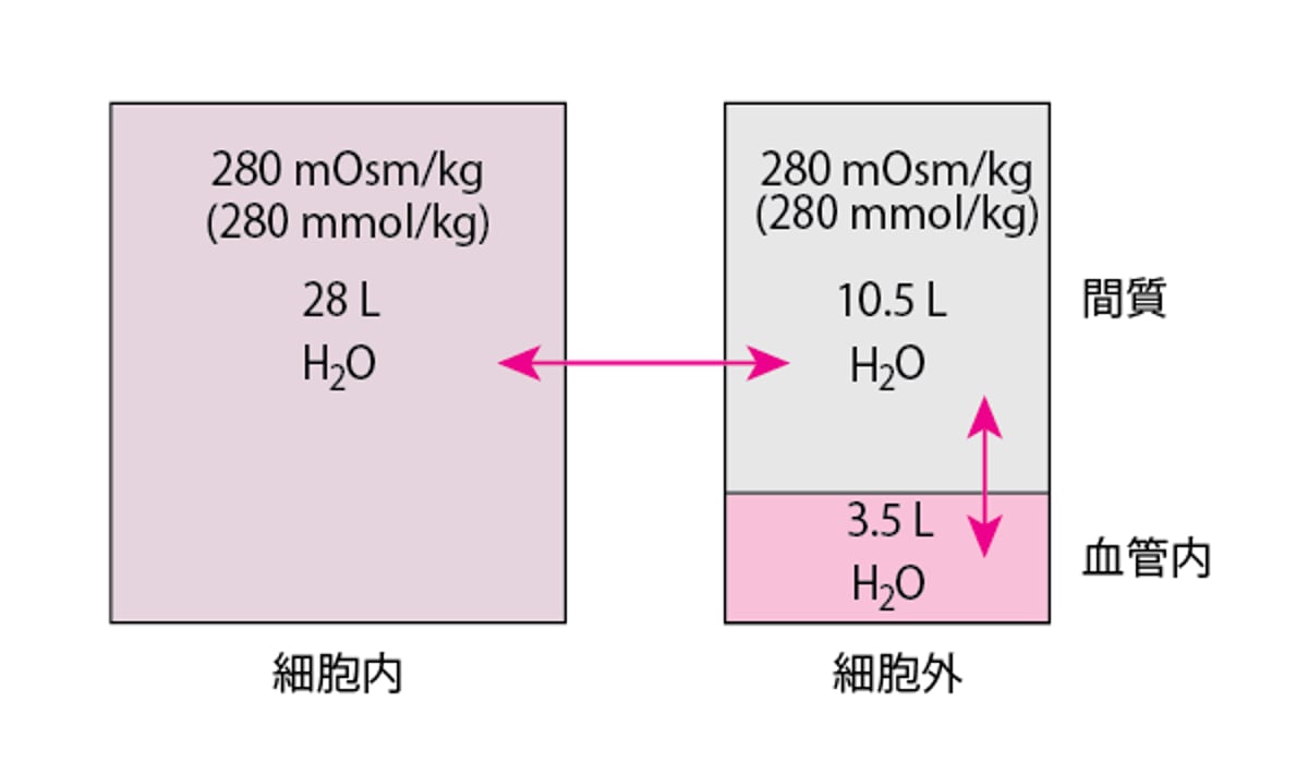 平均的な70kgの男性の体液コンパートメント