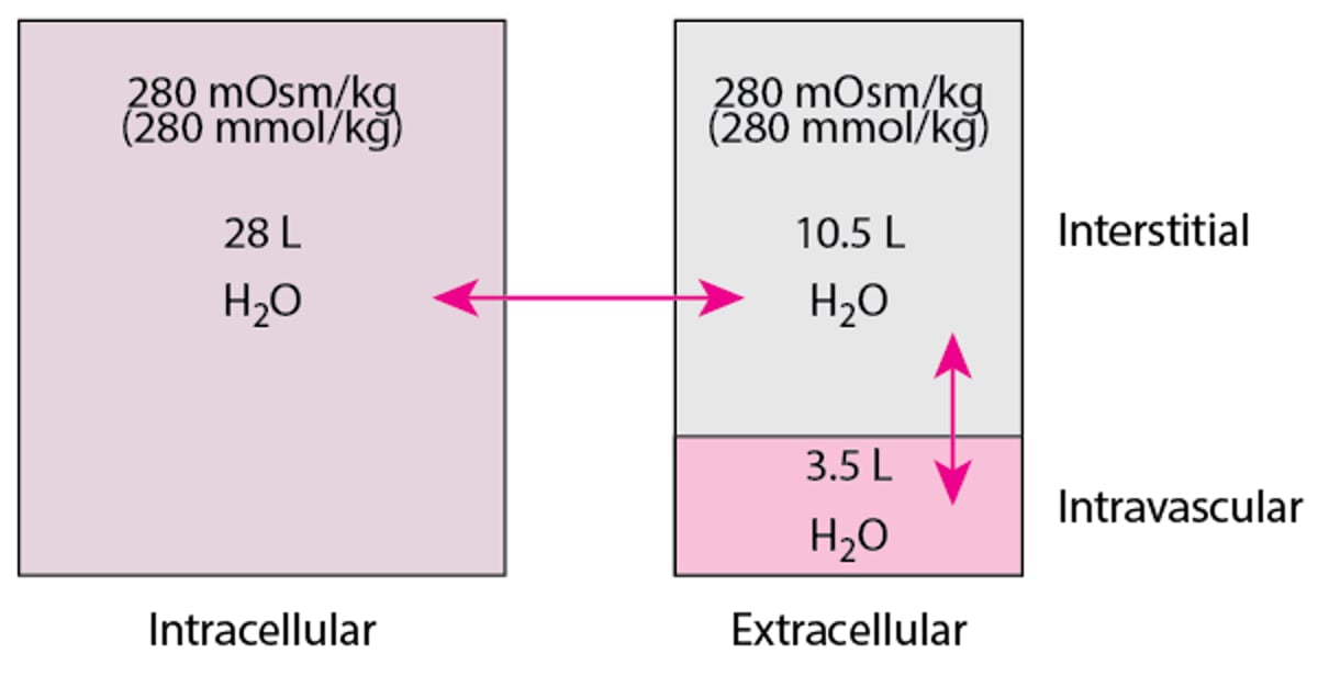 Compartimentos líquidos em homens com cerca de 70 kg