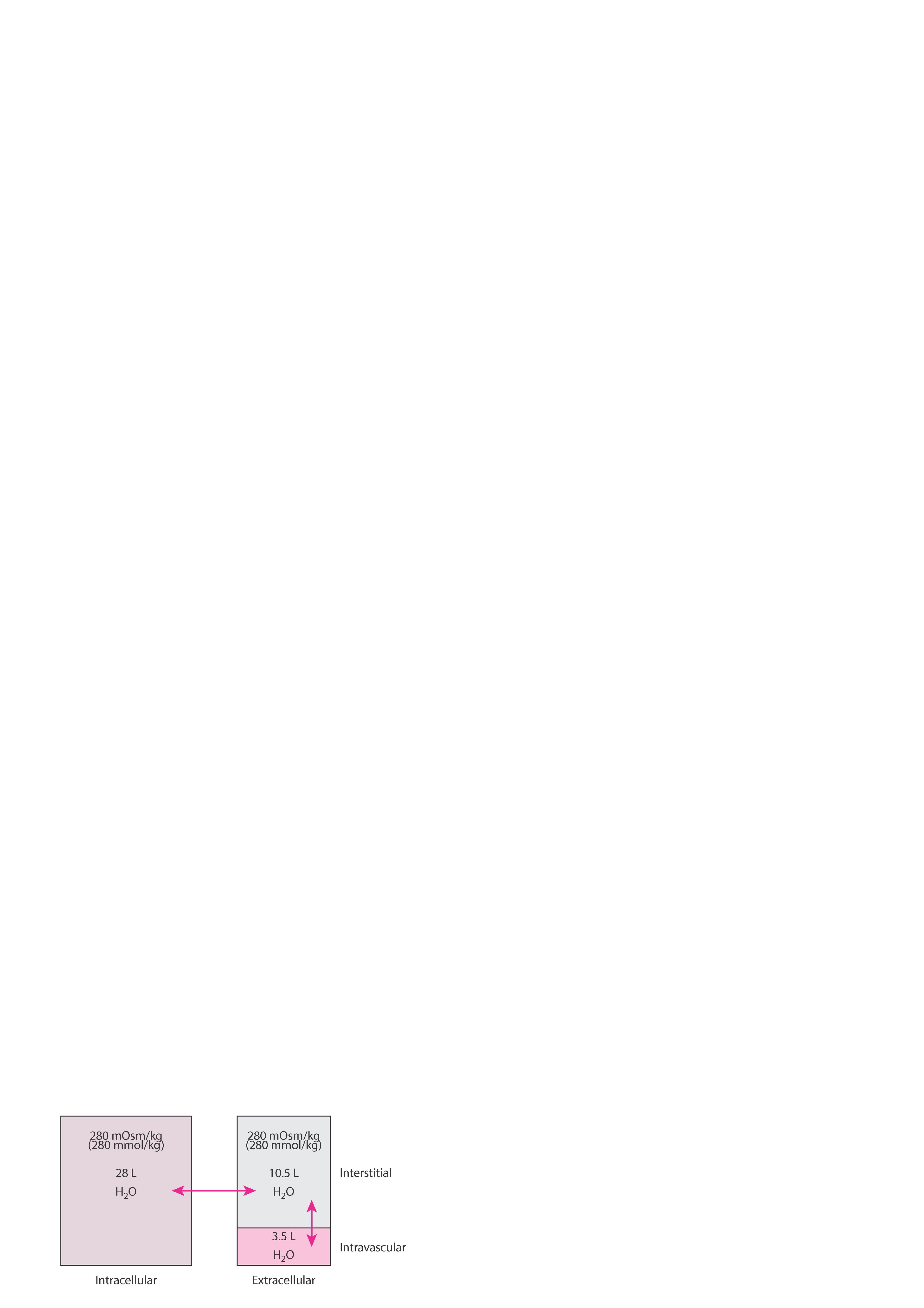 Компартменты жидкости в организме человека с весом 70-кг