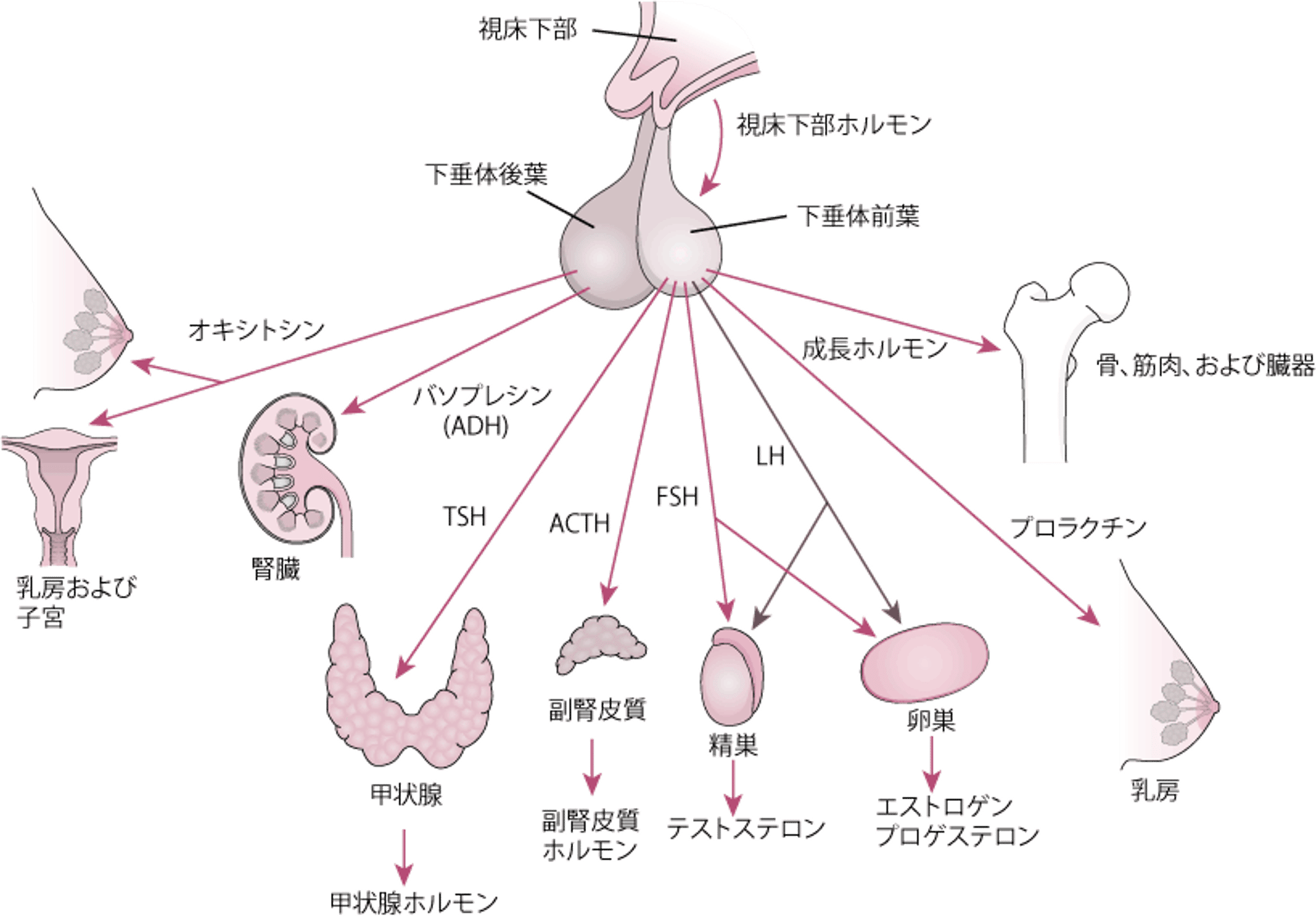 下垂体とその標的臓器