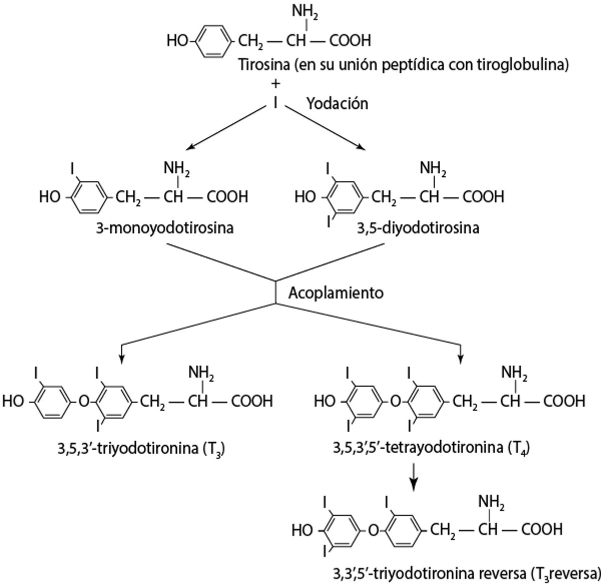 Síntesis de hormonas tiroideas