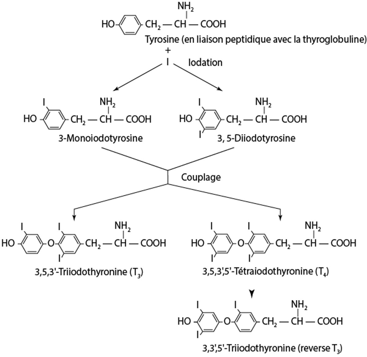 Synthèse des hormones thyroïdiennes