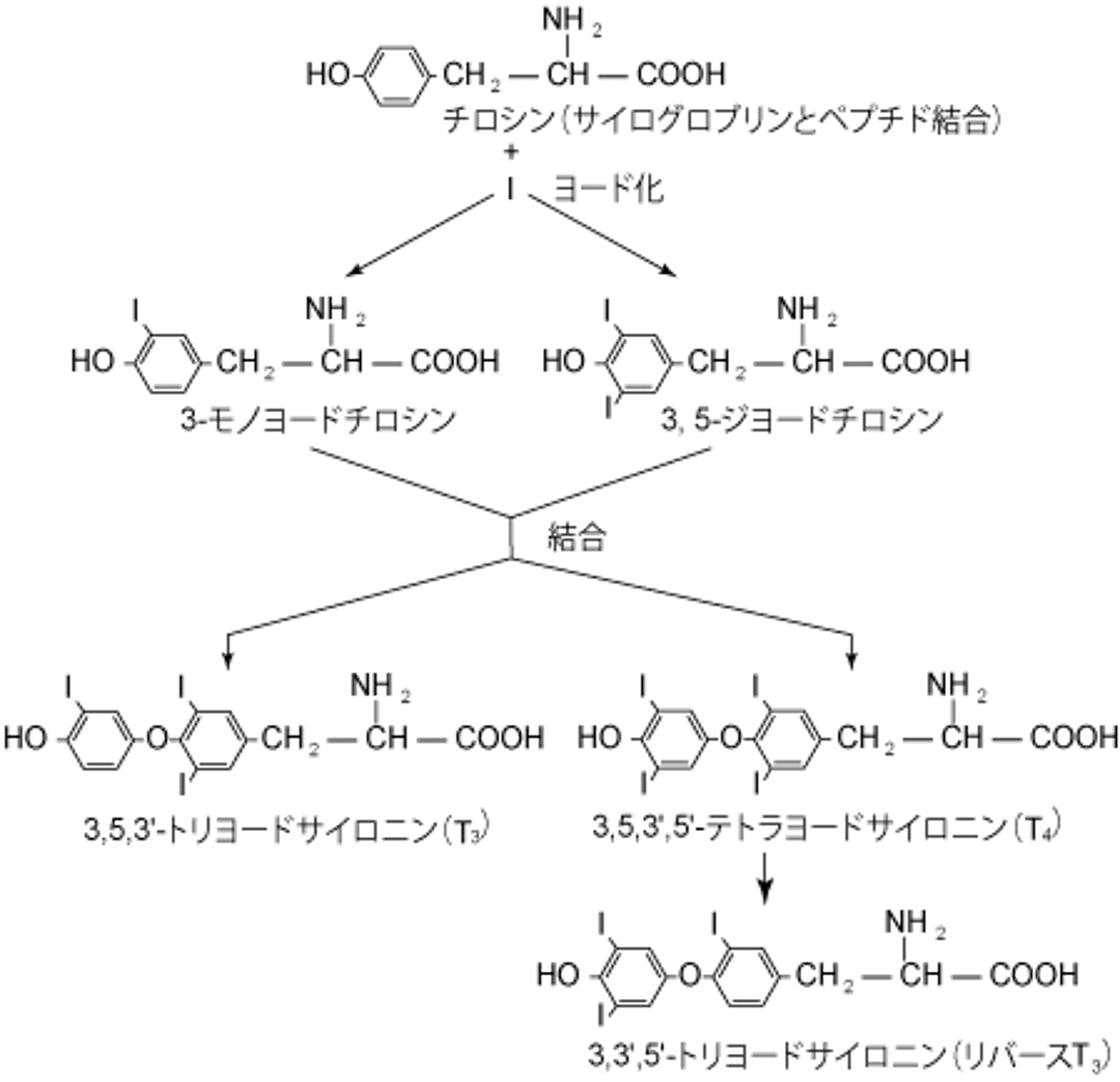 甲状腺ホルモンの合成